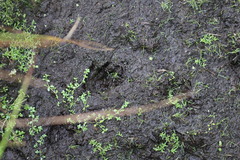 Myocastor coypus