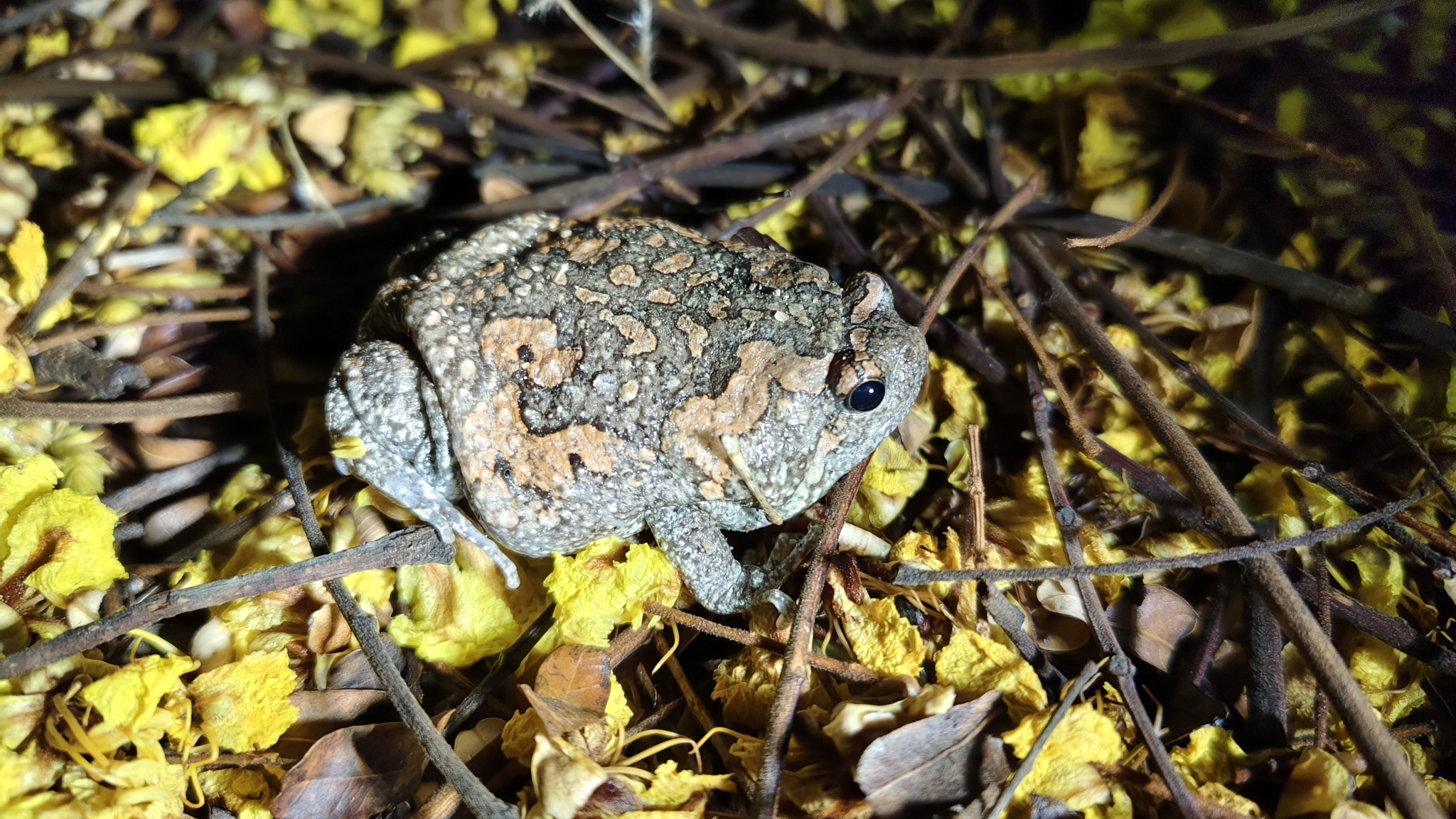 Painted Balloon Frog