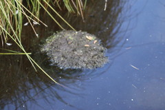 Myocastor coypus