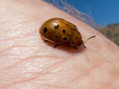 Chelymorpha phytophagica