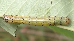 Pyrrhia