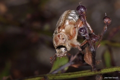 Anoxia australis