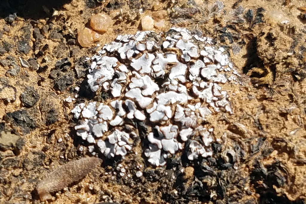 Psora pruinosa