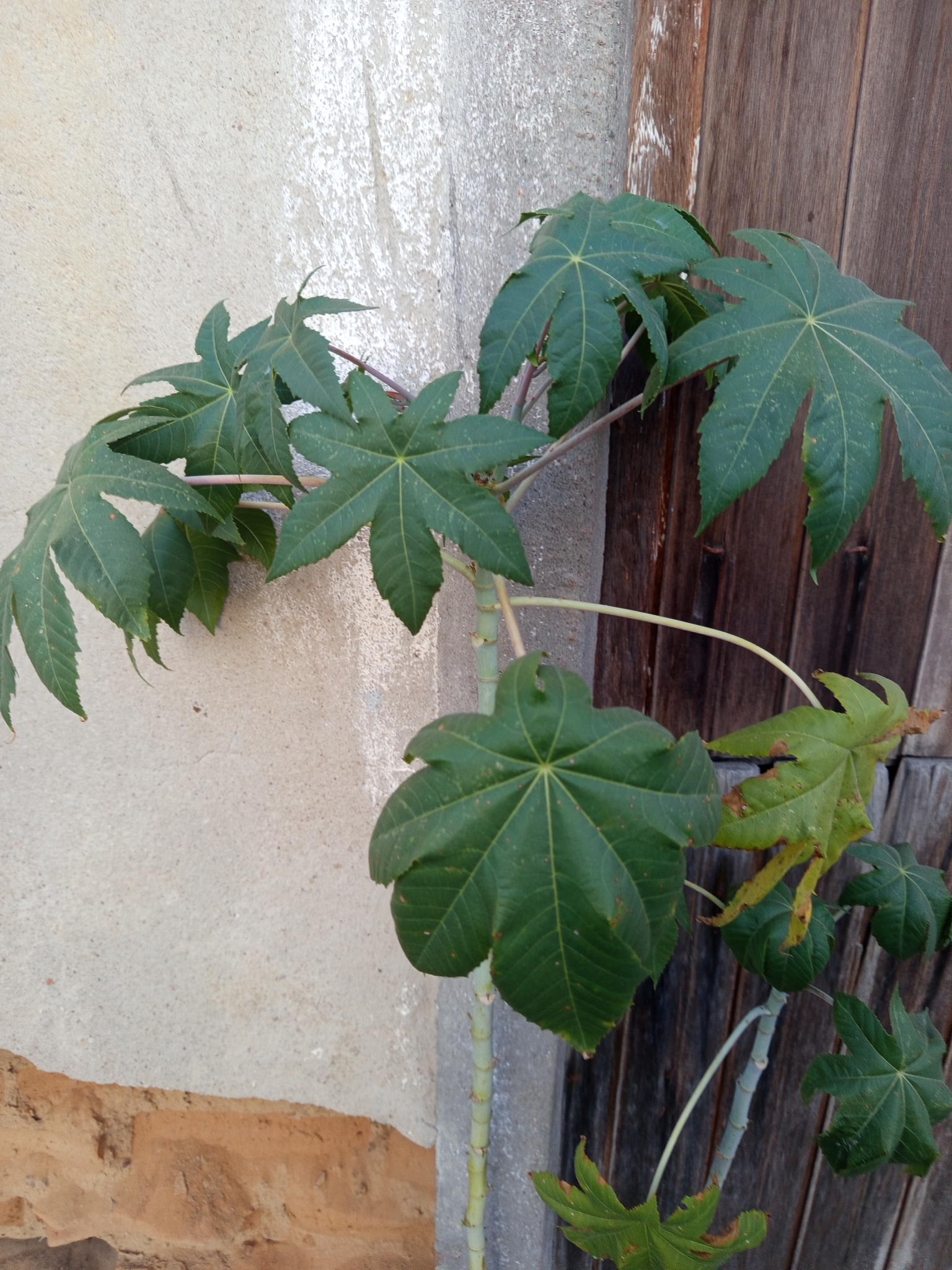 Ricinus communis