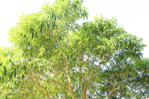 Image of Rauvolfia afra by (c) Suvarna Parbhoo Mohan, some rights reserved (CC BY-SA)