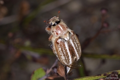 Anoxia australis