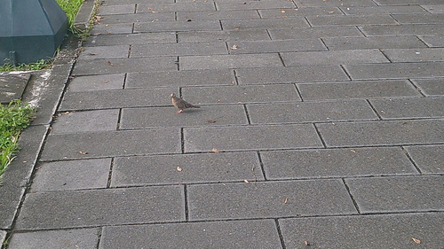 Ecuadorian Ground Dove (Columbina buckleyi), photo 10