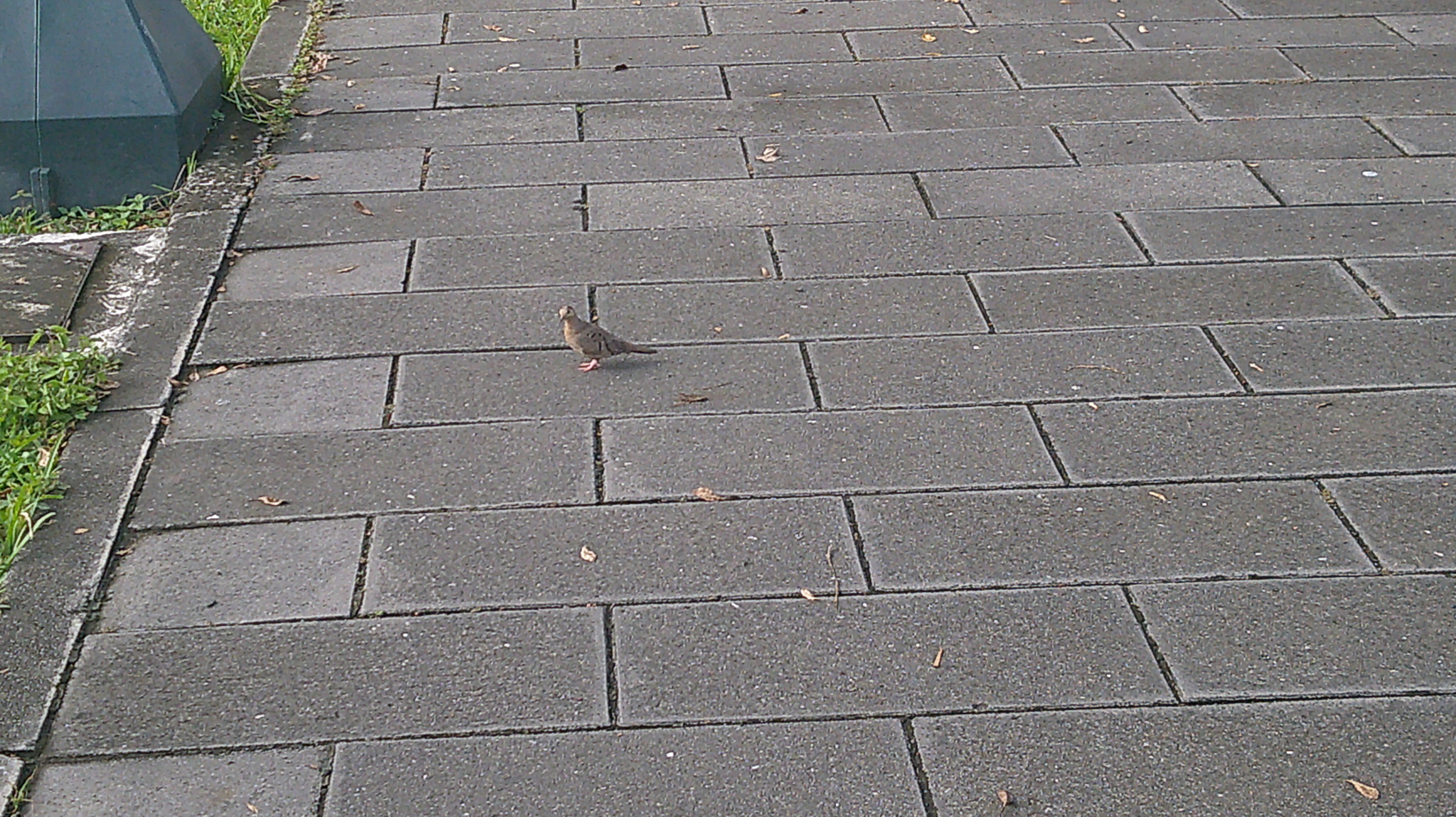 Ecuadorian Ground Dove (Columbina buckleyi), photo 3