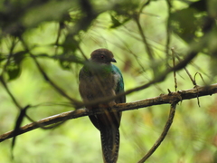 Pharomachrus antisianus