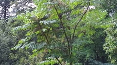 Aralia elata