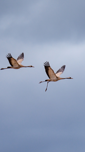 Grulla común (Grus grus)
