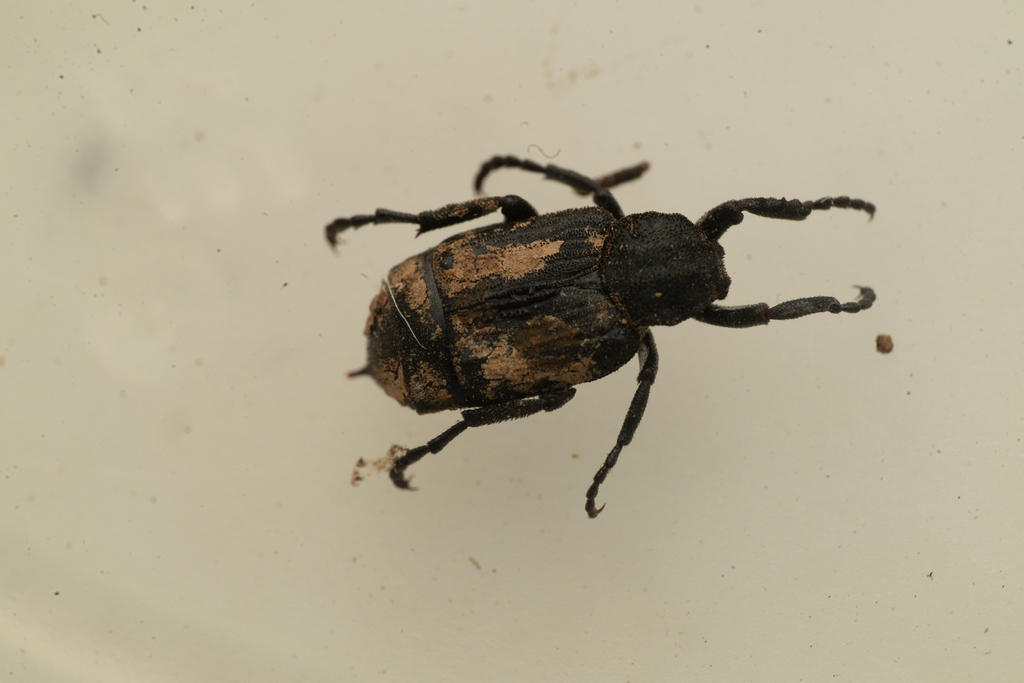 Valgus californicus