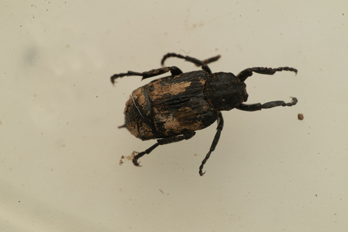 Valgus californicus