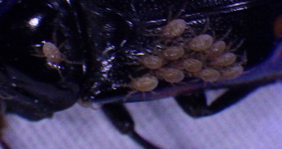 Poecilochirus G.Canestrini & R.Canestrini, 1882