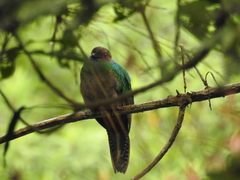 Pharomachrus antisianus