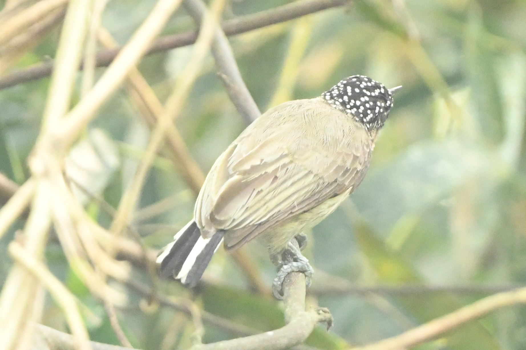 Greyish Piculet (Picumnus granadensis), photo 7