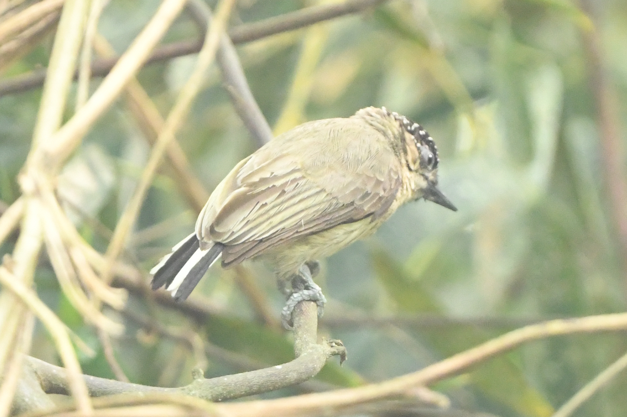 Greyish Piculet (Picumnus granadensis), photo 6