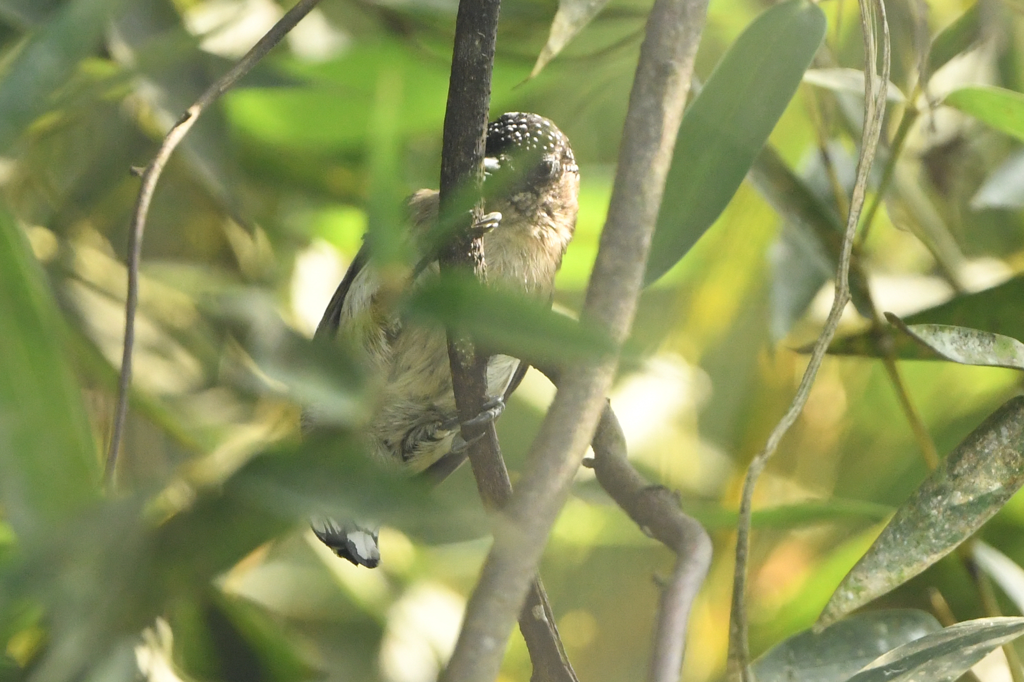 Greyish Piculet (Picumnus granadensis), photo 5