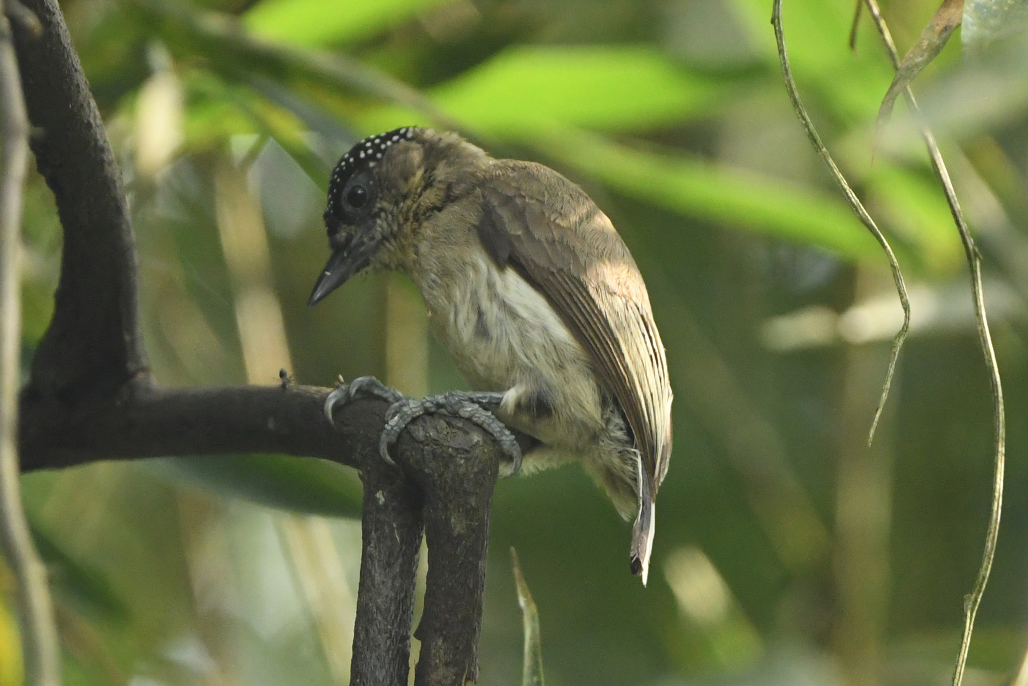 Greyish Piculet (Picumnus granadensis), photo 4