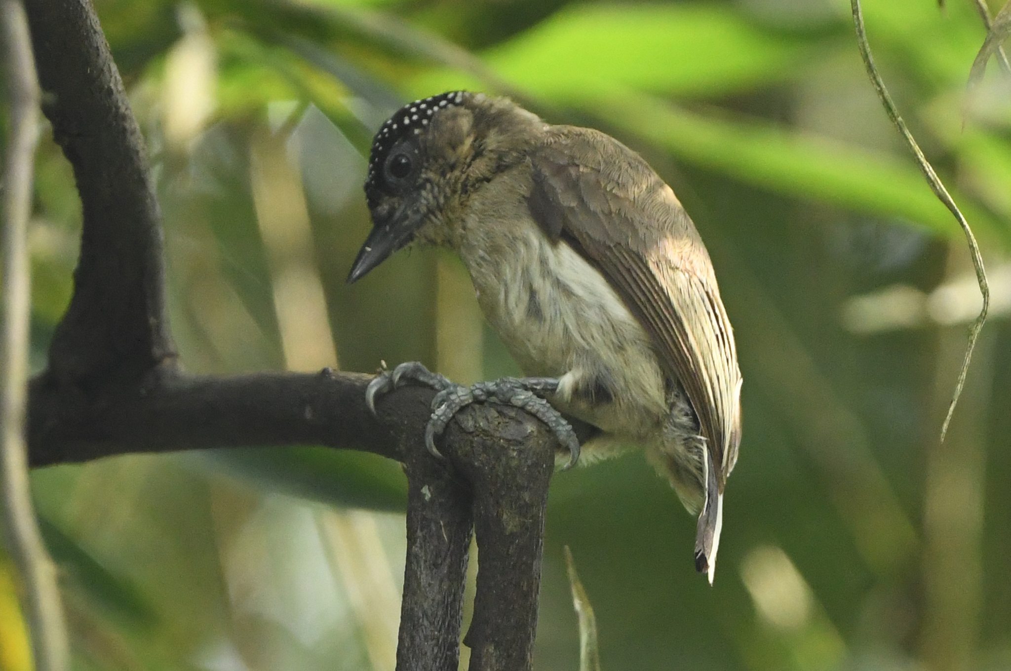 Greyish Piculet (Picumnus granadensis), photo 8