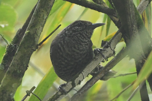 Speckle-breasted Wren (Pheugopedius sclateri), photo 2