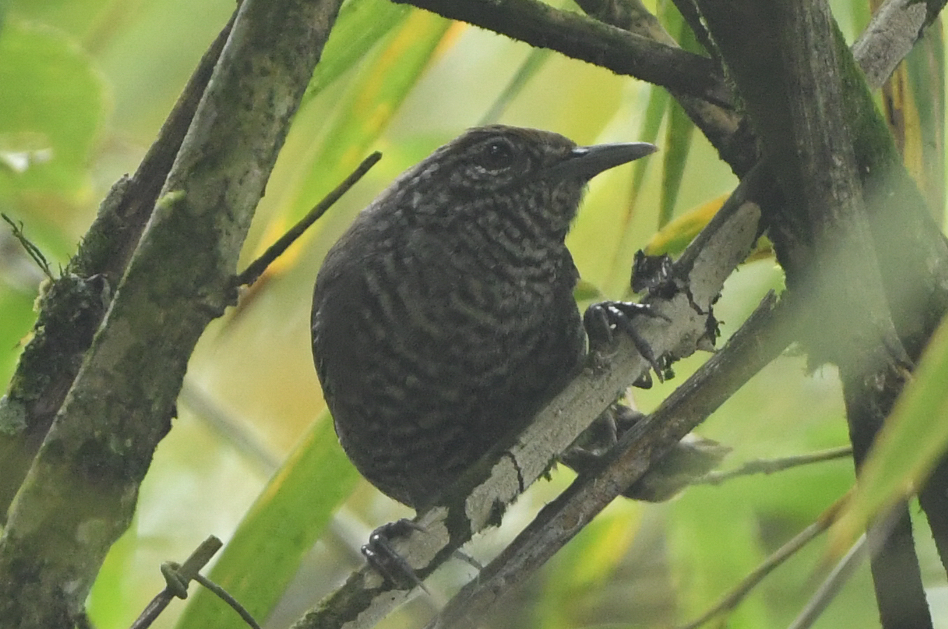 Speckle-breasted Wren (Pheugopedius sclateri), photo 2