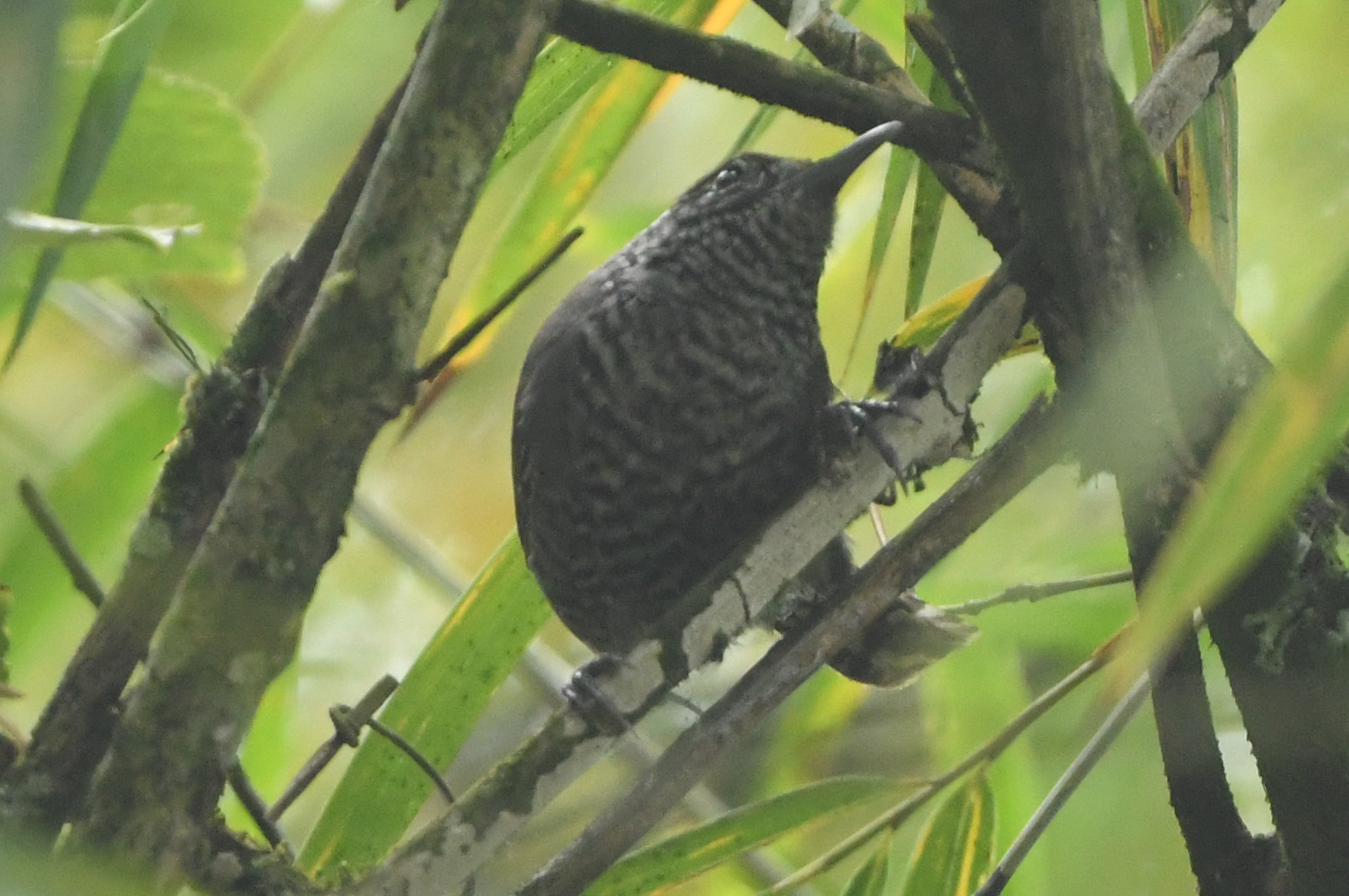 Speckle-breasted Wren (Pheugopedius sclateri), photo 3