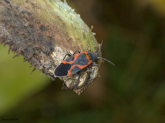 Lygaeus kalmii angustomarginatus