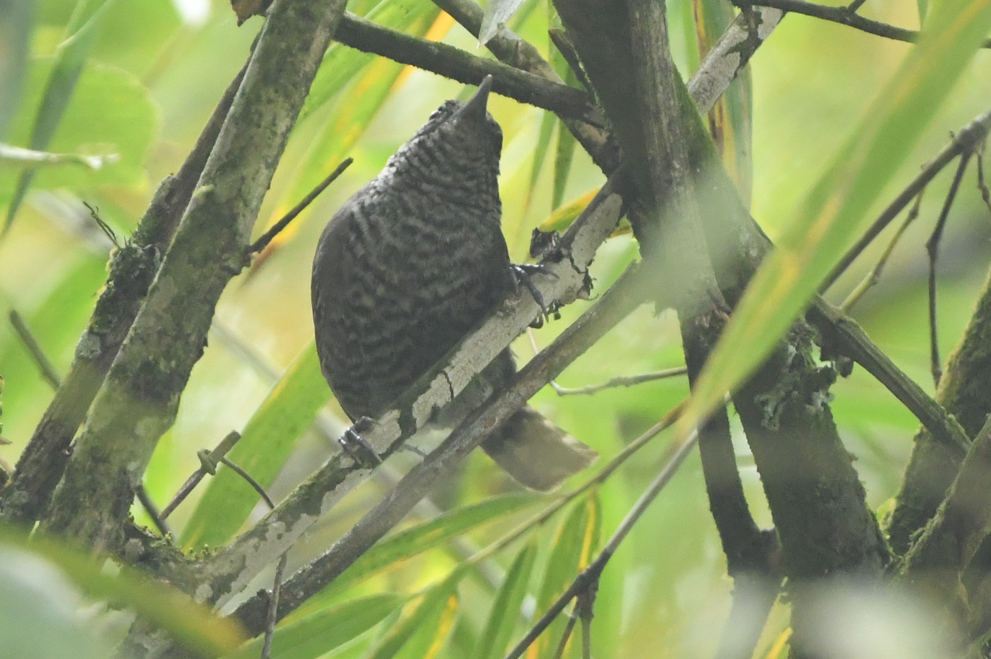 Speckle-breasted Wren (Pheugopedius sclateri), photo 4