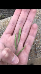 Brachypodium distachyon