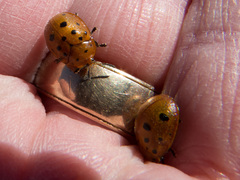 Chelymorpha phytophagica