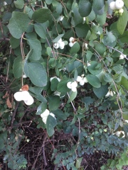 Symphoricarpos albus