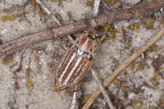 Anoxia australis