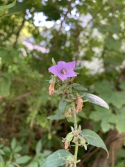 Campanula trachelium