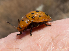 Chelymorpha phytophagica