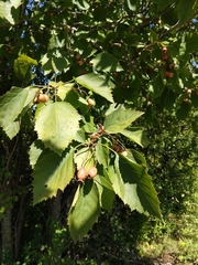 Crataegus holmesiana