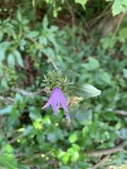 Campanula trachelium