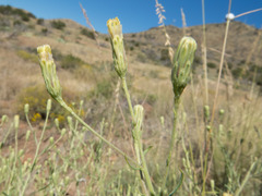 Brickellia eupatorioides chlorolepis
