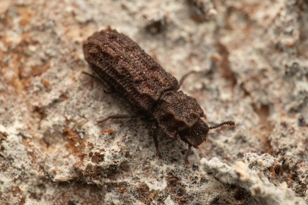 Denophloeus