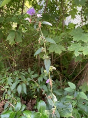 Campanula trachelium