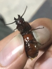 Neandra marginicollis