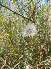 Brickellia eupatorioides chlorolepis