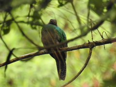 Pharomachrus antisianus