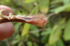 Brachyglottis hectorii