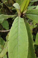 Brachyglottis hectorii