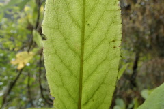 Brachyglottis hectorii