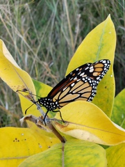 Danaus plexippus