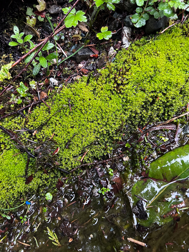 Dichodontium flavescens, 2025-04-28
