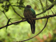 Pharomachrus antisianus