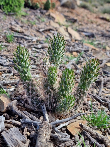 Austrocylindropuntia vestita, photograph 4